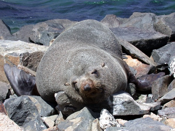 Sea Lion